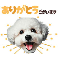 [LINEスタンプ] いつでも使えるビションフリーゼ⭐️