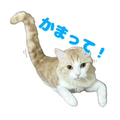 [LINEスタンプ] 愛猫好好倶楽部②