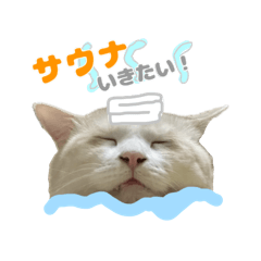 [LINEスタンプ] 愛猫好好倶楽部