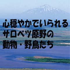 [LINEスタンプ] サロベツ原野の動物・野鳥たち