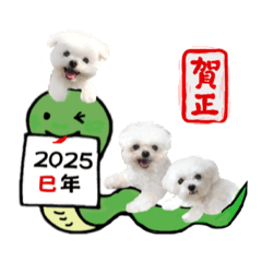 [LINEスタンプ] 2025年巳年のご挨拶♪withマルチーズ