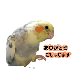 [LINEスタンプ] オカメインコのピット