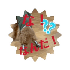 [LINEスタンプ] 焦るトイプー