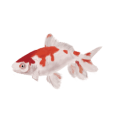 [LINEスタンプ] 金魚 金魚