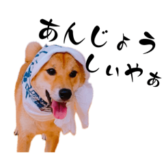 [LINEスタンプ] ☆豆柴のおばやん☆ しばやん。和歌山弁