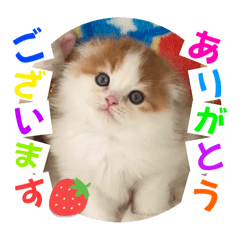 [LINEスタンプ] ねこまーち にこにこプリンス