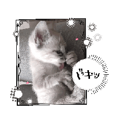 [LINEスタンプ] 猫ちゃんSHIRASU