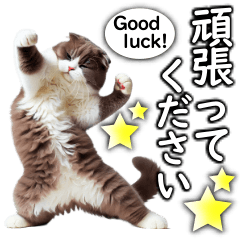 [LINEスタンプ] 毎日必ず使う！日常会話☆敬語☆猫