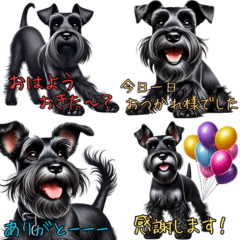 [LINEスタンプ] 黒ミニチュアシュナウザーのチョコくん