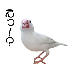 [LINEスタンプ] 白文鳥さんのスタンプ