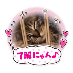 [LINEスタンプ] みんなの寅ちゃん♪