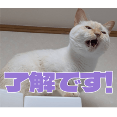 [LINEスタンプ] オス猫きなこの日常〜セレクション2〜