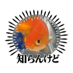 [LINEスタンプ] 金魚GA動くの画像（メイン）