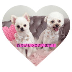 [LINEスタンプ] 犬のもちごめスタンプ2 おもちとおこめ