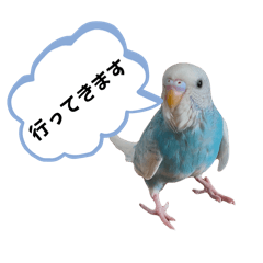 [LINEスタンプ] セキセイインコ ぽっちゃんスタンプ連絡用