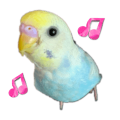 [LINEスタンプ] セキセインコのミントさん