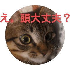 [LINEスタンプ] 毒舌キジトラ♡