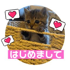 [LINEスタンプ] ちーたん꒰ঌ‪❤️໒꒱天使ちゃん  ①