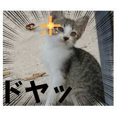 [LINEスタンプ] 猫の親子スタンプ(❁´ω`❁)