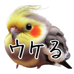 [LINEスタンプ] 若者風オカメインコ【big/デカ文字】ver.