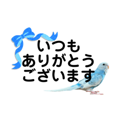 [LINEスタンプ] セキセイインコ のぽっちゃん敬語スタンプ