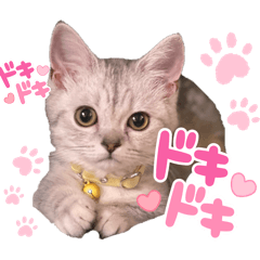 [LINEスタンプ] ねこandいんこnoスタンプ部