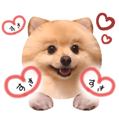 [LINEスタンプ] 顔面七変化 ポメラニアンのはる