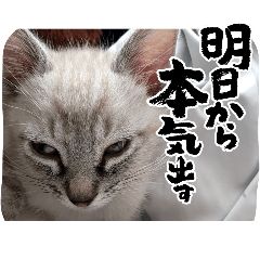 [LINEスタンプ] のんびりSHIRASUくん