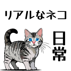 [LINEスタンプ] 日常使いできる♪リアルなネコ