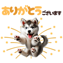 [LINEスタンプ] いつでも使えるシベリアンハスキー子犬⭐️