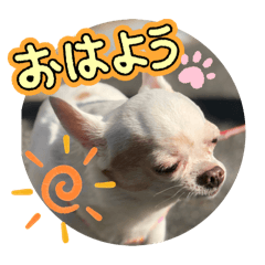 [LINEスタンプ] 17さいチワちゃんスタンプ♡