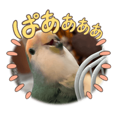 [LINEスタンプ] インコのピッちゃん