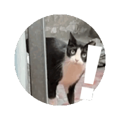 [LINEスタンプ] 賓buは猫です 。の画像（メイン）