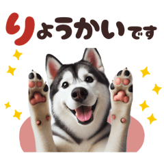 [LINEスタンプ] いつでも使えるシベリアンハスキー⭐️