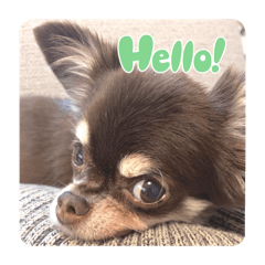 [LINEスタンプ] ボニ子の毎日