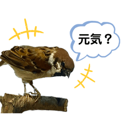 [LINEスタンプ] 鳥が色々言うスタンプ#4