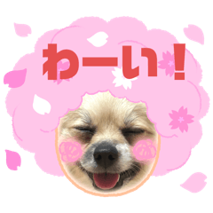 [LINEスタンプ] パーティーカラーのポメラニアン4