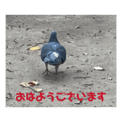 [LINEスタンプ] 動くハトスタンプ1