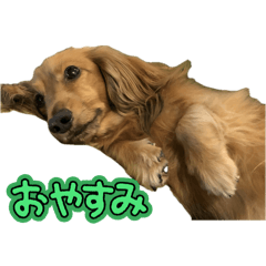 [LINEスタンプ] コタいぶスタンプ♡
