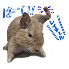 [LINEスタンプ] デグーのいる生活 その壱