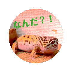 [LINEスタンプ] ヒョウモントカゲモドキのひょーたろー♡5