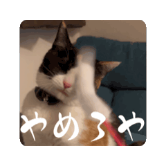 [LINEスタンプ] 三毛猫むぎの画像（メイン）