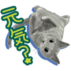 [LINEスタンプ] 冬に使えるウチの猫(コ)♪スタンプ