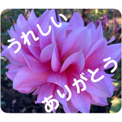 [LINEスタンプ] Flower stamp everyday2