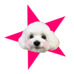 [LINEスタンプ] 白犬プーちゃん2