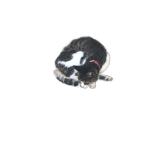 [LINEスタンプ] uti neco