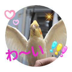 [LINEスタンプ] オカメのクーちゃんと一緒 1