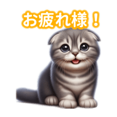 [LINEスタンプ] とにかくかわいいスコティッシュフォールド