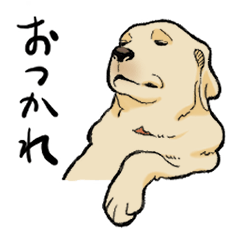 [LINEスタンプ] 落ち着いてきたラブラドール