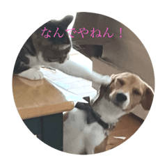 [LINEスタンプ] 家の犬とBKの画像（メイン）